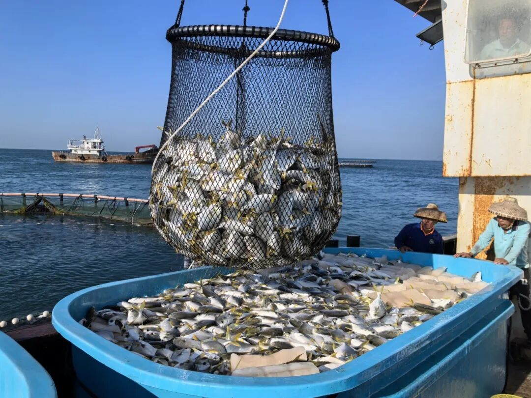 新年第一網(wǎng)！三亞環(huán)農(nóng)集團(tuán)旗下海洋公司西島海